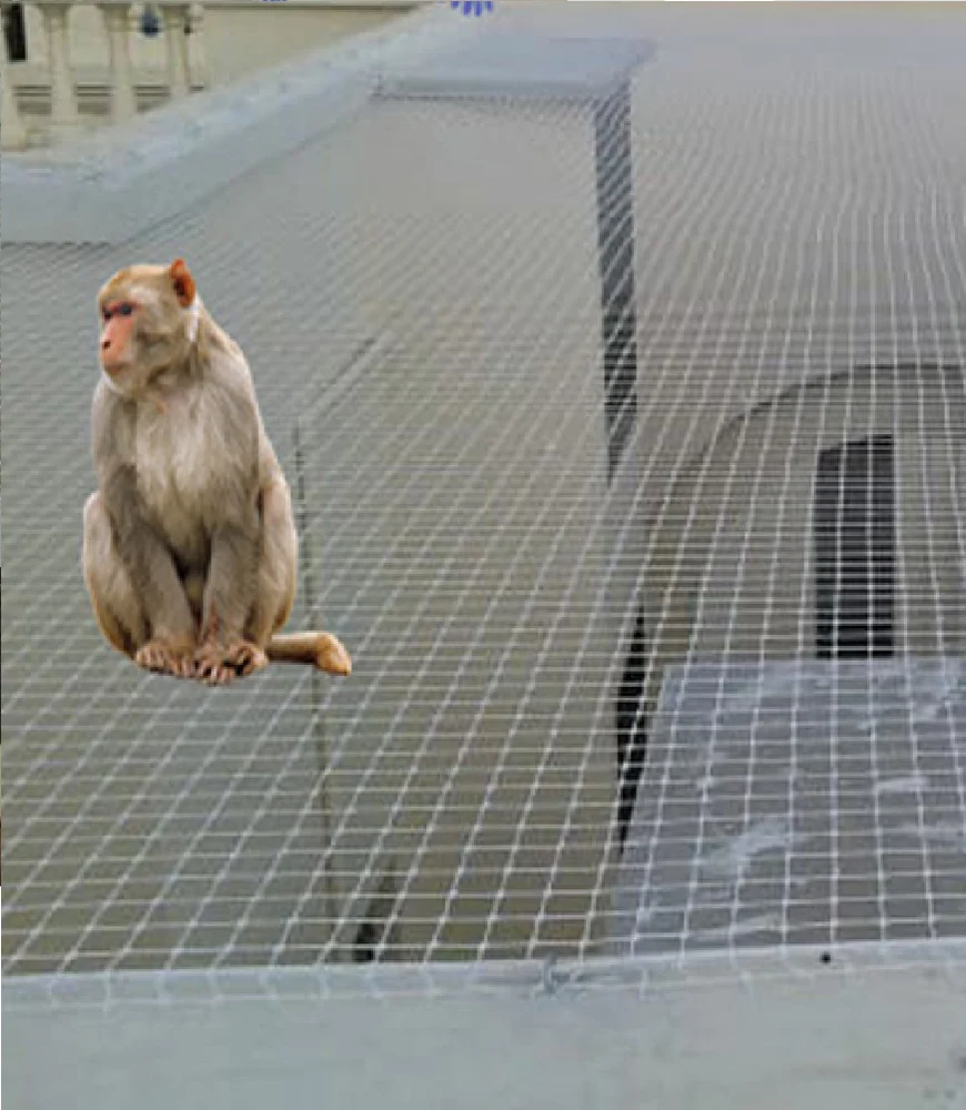 Monkey Bird Net Services In Noida